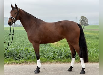 Westfale, Stute, 4 Jahre, 170 cm, Brauner