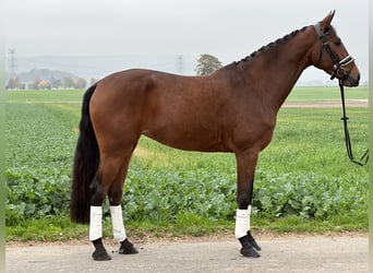 Westfale, Stute, 4 Jahre, 170 cm, Brauner