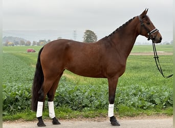 Westfale, Stute, 4 Jahre, 170 cm, Brauner