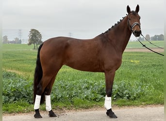 Westfale, Stute, 4 Jahre, 170 cm, Brauner