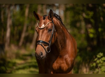 Westfale, Stute, 4 Jahre, 170 cm, Brauner