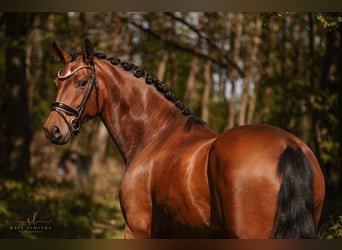 Westfale, Stute, 4 Jahre, 170 cm, Brauner