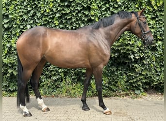 Westfale, Stute, 4 Jahre, 170 cm, Brauner
