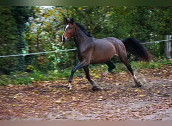 Westfale, Stute, 4 Jahre, 170 cm, Brauner