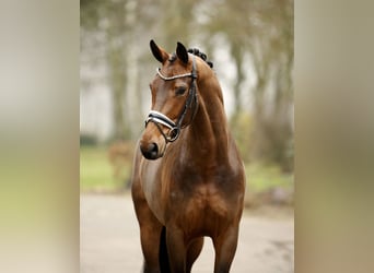 Westfale, Stute, 4 Jahre, 170 cm, Brauner