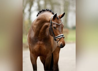 Westfale, Stute, 4 Jahre, 170 cm, Brauner