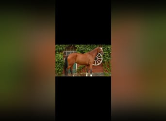 Westfale, Stute, 4 Jahre, 170 cm, Brauner