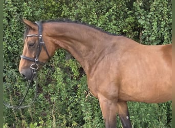 Westfale, Stute, 4 Jahre, 170 cm, Brauner