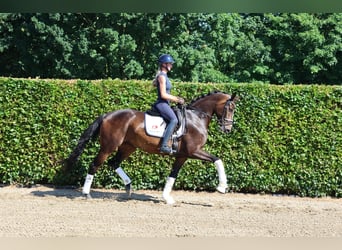 Westfale, Stute, 4 Jahre, 170 cm, Dunkelbrauner