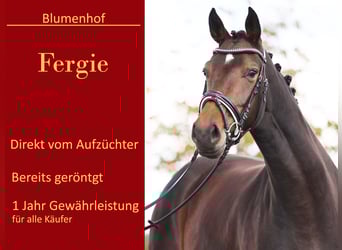 Westfale, Stute, 4 Jahre, 170 cm, Dunkelbrauner Westfale, Stute, 4 Jahre, 170 cm, Dunkelbrauner