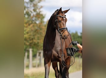Westfale, Stute, 4 Jahre, 170 cm, Dunkelbrauner