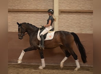 Westfale, Stute, 4 Jahre, 170 cm, Dunkelbrauner