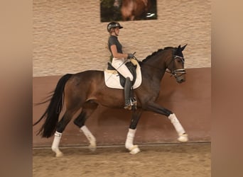Westfale, Stute, 4 Jahre, 170 cm, Dunkelbrauner