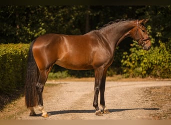 Westfale, Stute, 4 Jahre, 170 cm, Dunkelbrauner