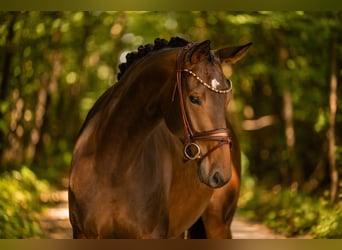 Westfale, Stute, 4 Jahre, 170 cm, Dunkelbrauner