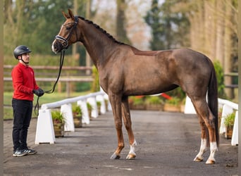 Westfale, Stute, 4 Jahre, 170 cm, Dunkelfuchs