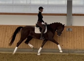 Westfale, Stute, 4 Jahre, 170 cm, Dunkelfuchs
