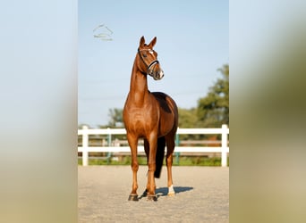Westfale, Stute, 4 Jahre, 170 cm, Dunkelfuchs