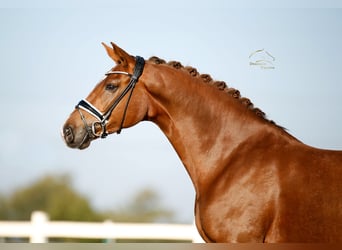 Westfale, Stute, 4 Jahre, 170 cm, Dunkelfuchs