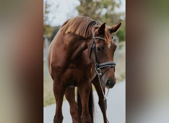 Westfale, Stute, 4 Jahre, 170 cm, Dunkelfuchs