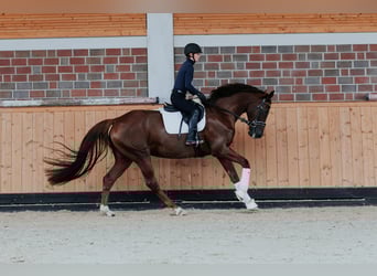 Westfale, Stute, 4 Jahre, 170 cm, Dunkelfuchs