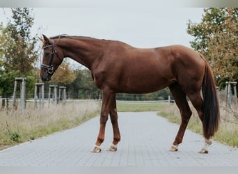 Westfale, Stute, 4 Jahre, 170 cm, Dunkelfuchs