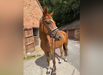 Westfale, Stute, 4 Jahre, 170 cm, Fuchs