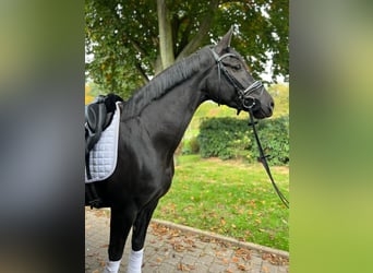 Westfale, Stute, 4 Jahre, 170 cm, Rappe