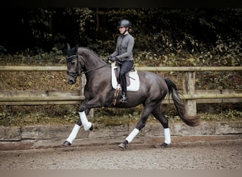 Westfale, Stute, 4 Jahre, 170 cm, Rappschimmel