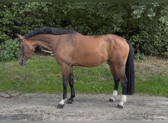 Westfale, Stute, 4 Jahre, 170 cm