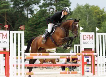 Westfale, Stute, 4 Jahre, 171 cm, Brauner
