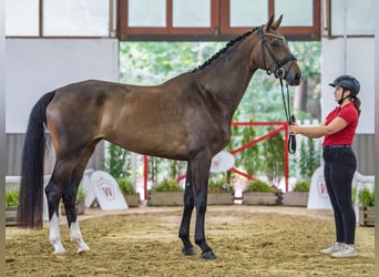 Westfale, Stute, 4 Jahre, 171 cm, Dunkelbrauner