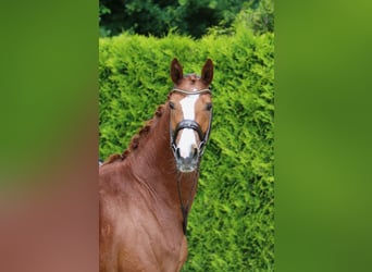Westfale, Stute, 4 Jahre, 171 cm, Fuchs