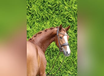 Westfale, Stute, 4 Jahre, 171 cm, Fuchs