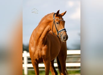 Westfale, Stute, 4 Jahre, 171 cm, Fuchs