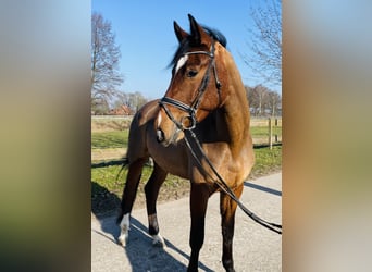 Westfale, Stute, 4 Jahre, 172 cm, Brauner