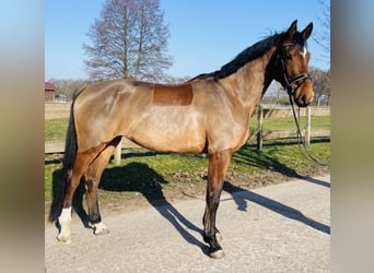 Westfale, Stute, 4 Jahre, 172 cm, Brauner