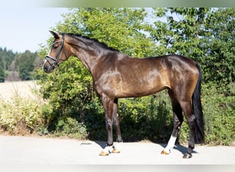 Westfale, Stute, 4 Jahre, 172 cm, Dunkelbrauner