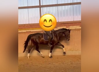 Westfale, Stute, 4 Jahre, 172 cm, Dunkelbrauner