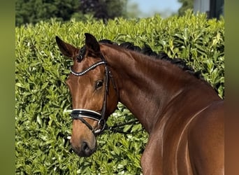 Westfale, Stute, 4 Jahre, 173 cm, Brauner