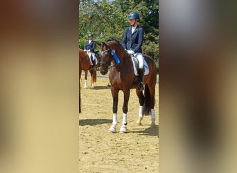 Westfale, Stute, 4 Jahre, 173 cm