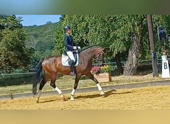 Westfale, Stute, 4 Jahre, 173 cm