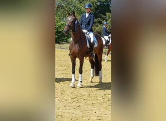 Westfale, Stute, 4 Jahre, 173 cm