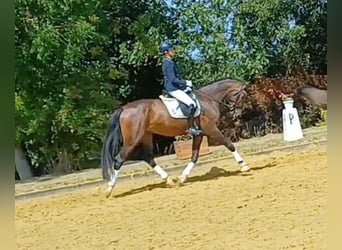 Westfale, Stute, 4 Jahre, 173 cm