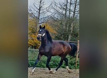 Westfale, Stute, 4 Jahre, 173 cm, Dunkelbrauner