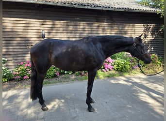 Westfale, Stute, 4 Jahre, 173 cm, Dunkelbrauner