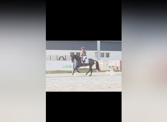 Westfale, Stute, 4 Jahre, 173 cm, Dunkelbrauner