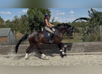 Westfale, Stute, 4 Jahre, 173 cm, Dunkelbrauner