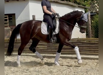 Westfale, Stute, 4 Jahre, 173 cm, Dunkelbrauner