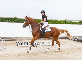 Westfale, Stute, 4 Jahre, 173 cm, Dunkelfuchs